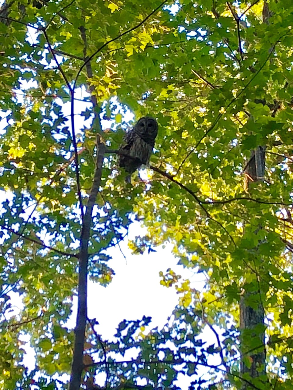 An island visitor that quietly manages the place.