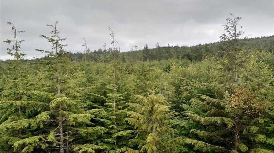 Forest view from the back deck