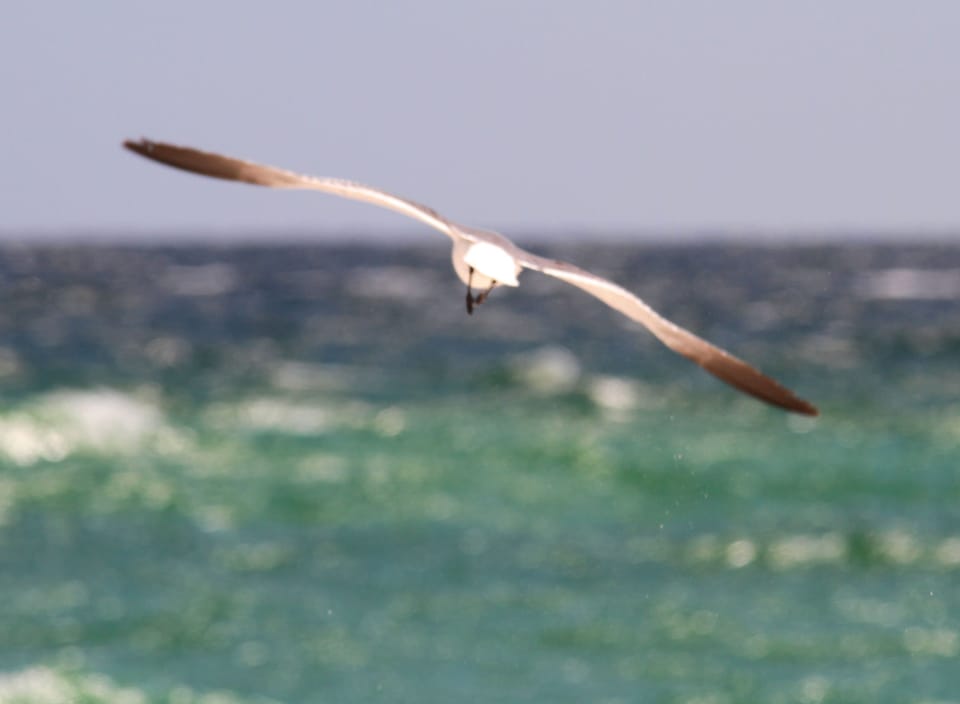 Bird watching