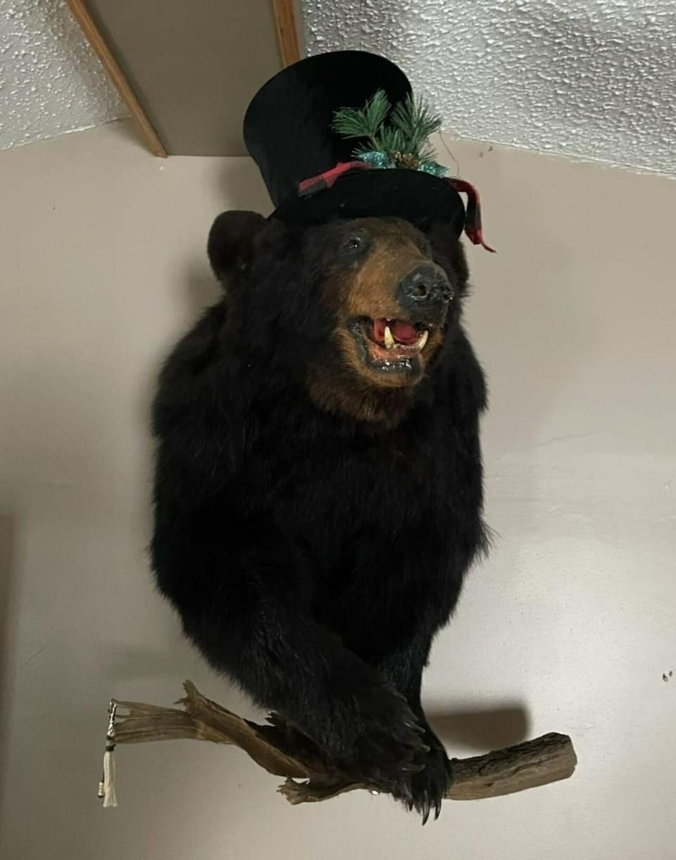 Nature's Guardian: Showcase the Beauty and Strength of a Bear 