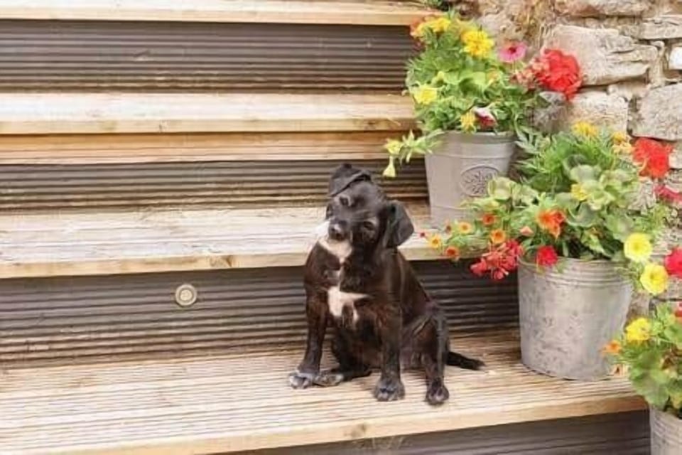 Pet Friendly Accommodation For Big Or Small Dogs