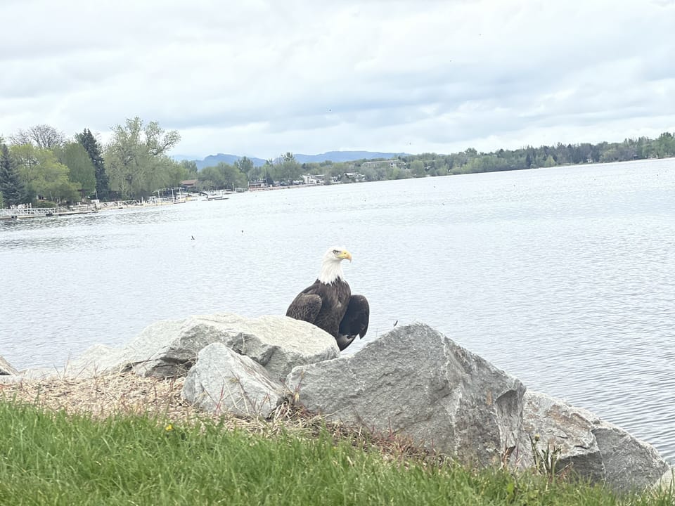 Eagle at Lake Loveland (south end) picture captured May 2023