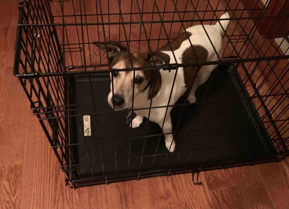 Pet-friendly