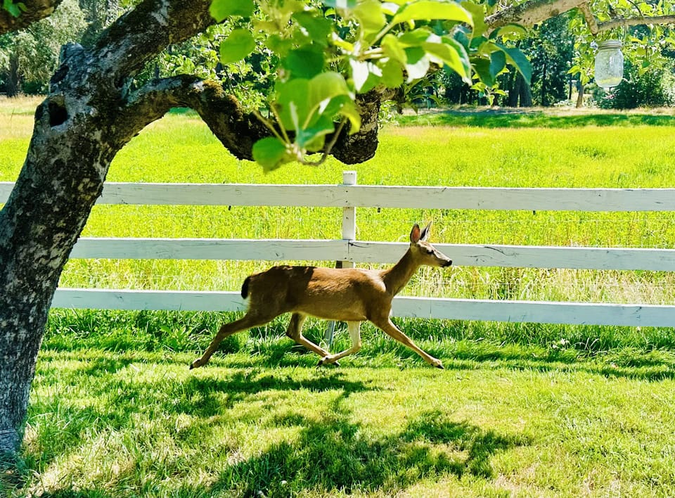 Friends often drop by for apples.