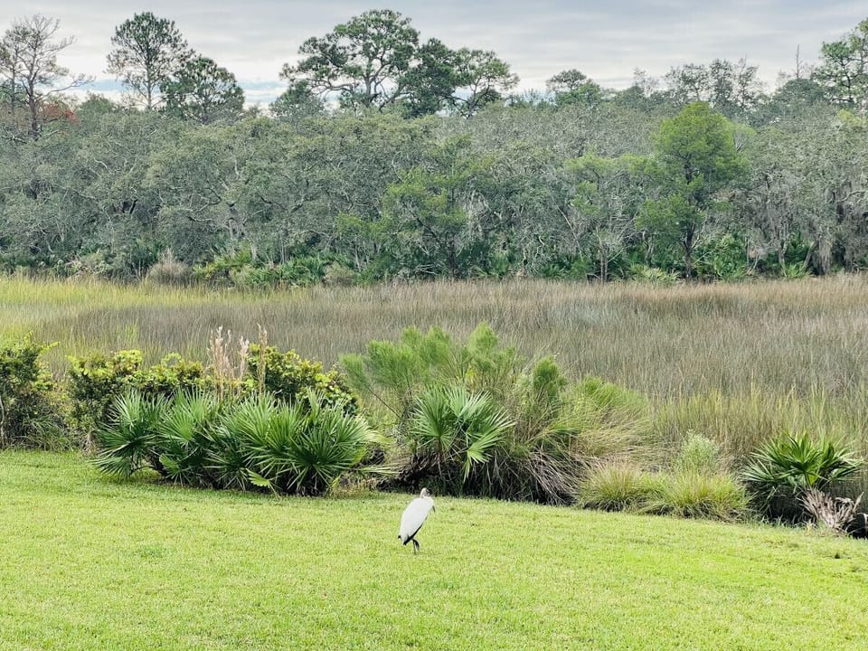 Gorgeous marsh views.