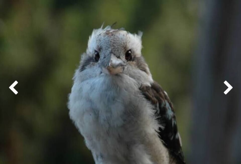 Kookaburra