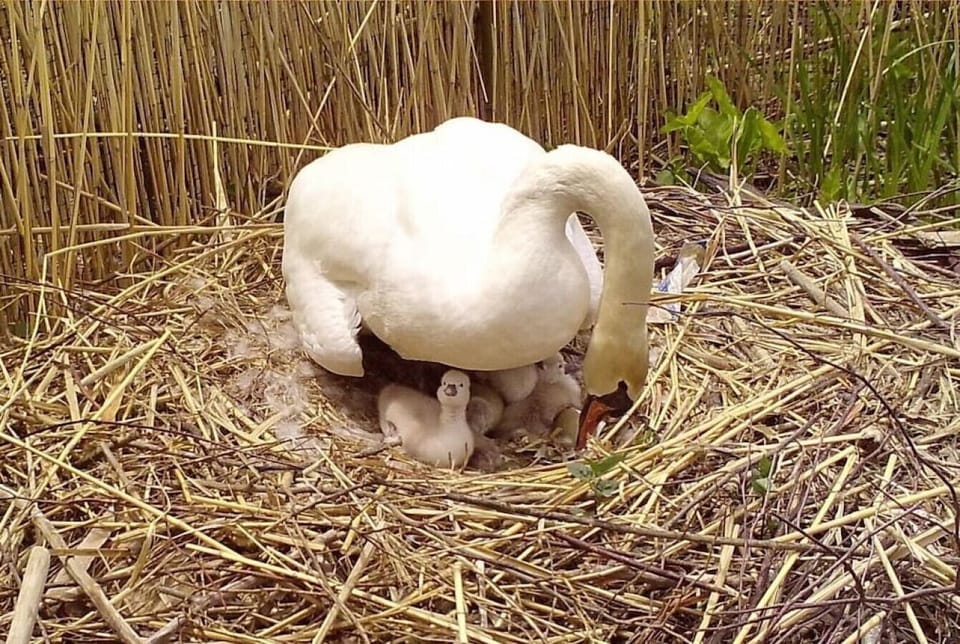 Baby cygnets!
