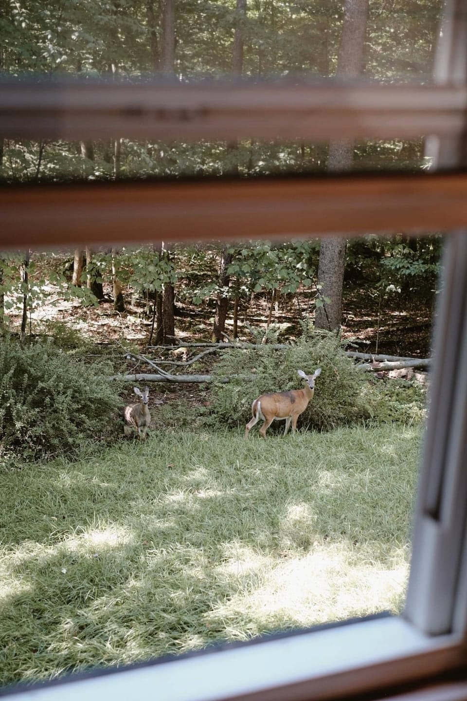 You are likely to spot deer in Smallwood
