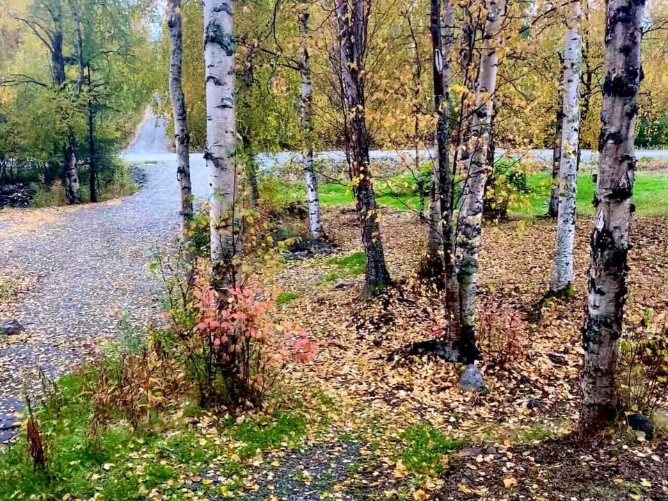 The driveway in the fall.