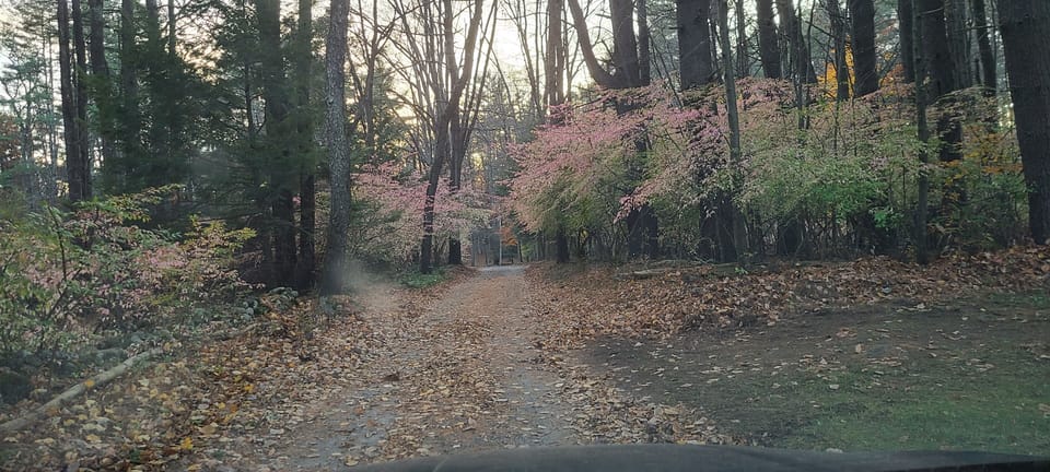 Even the drive down the private lane is pretty.