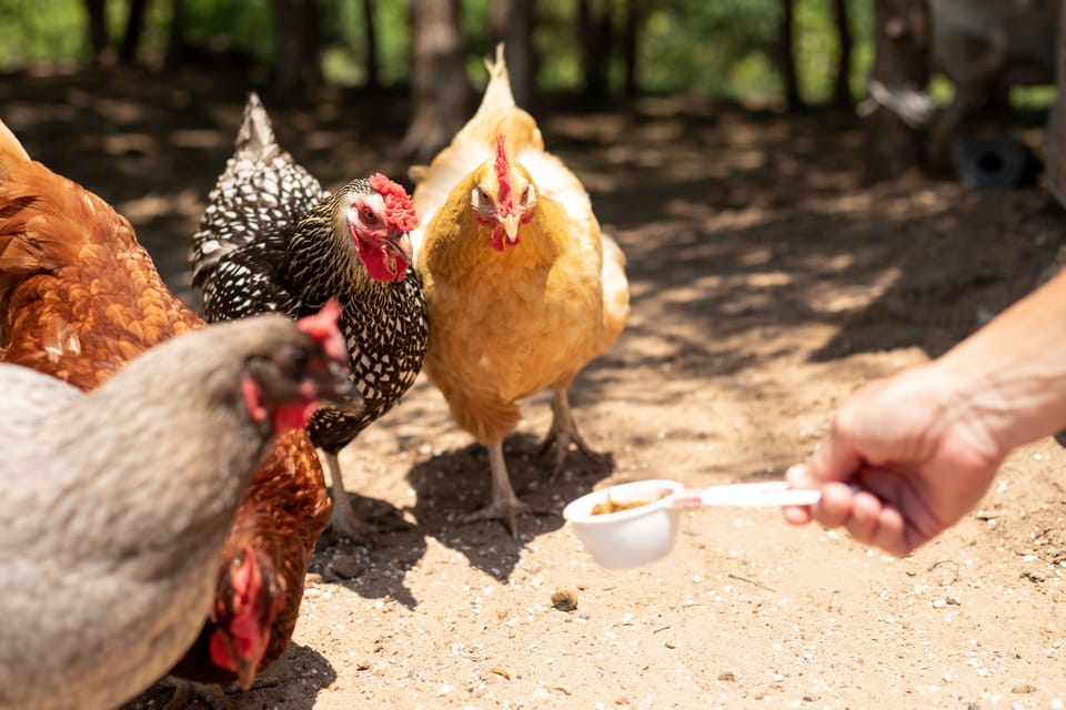 Fresh eggs are free, courtesy of our hens!