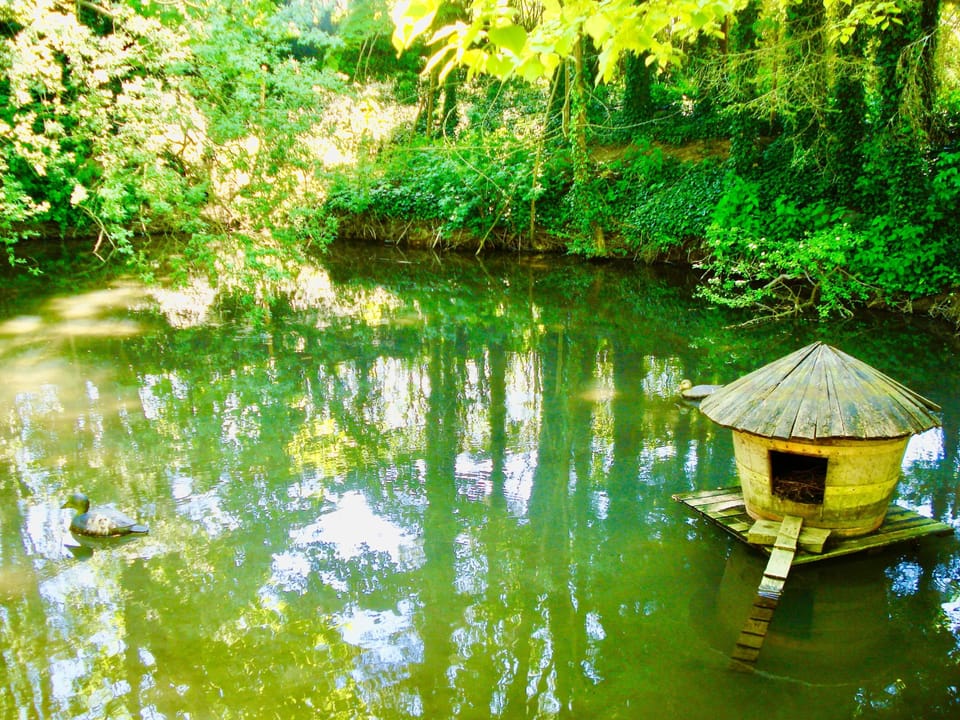 The duck pond