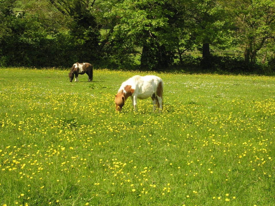 The Shetland Ponies, Freddie & Phoenix