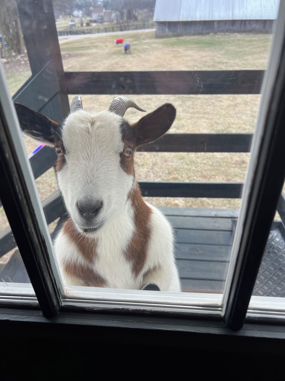 Gracie wishing she could be a guest in the retreat!
