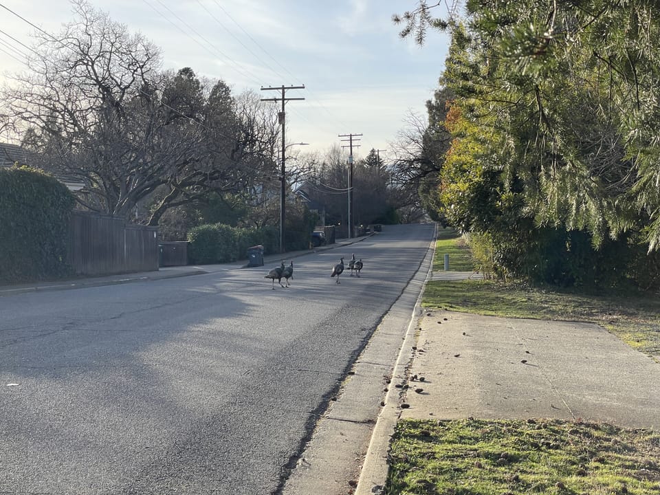 Neighborhood turkeys may greet you on arrival!