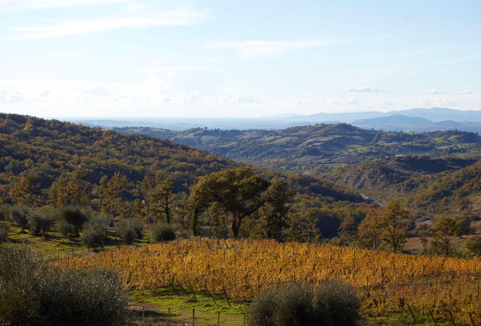 Vineyard view
