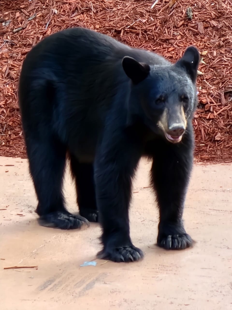 You can see bear at the cabin almost daily from Spring to Fall! 