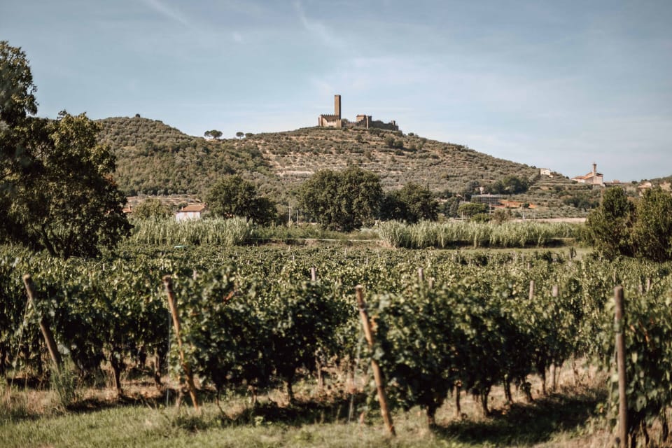Vineyard view