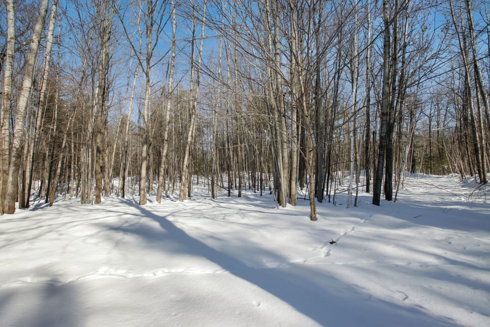 Wooded acreage 