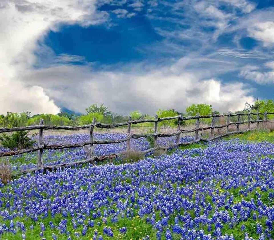 Bluebonnets of Texas that bloom in the spring. A pocket of blue that will make your heart sing. I love dear old Texas in summer and fall but blue bonnet time is the best time of all.