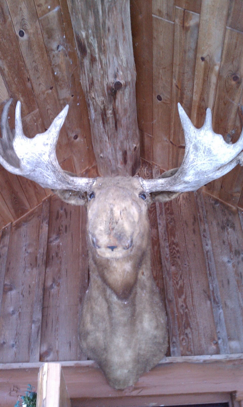 Mr Moose greets our guests at the entry to the lodge. 