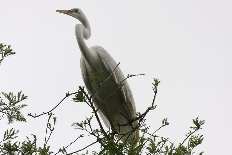 These beautiful birds can be spotted daily flying over the marsh