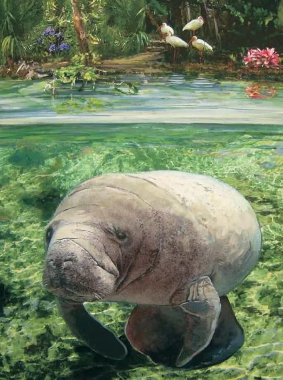 Visit the Manatee Observation and Education Center to see this incredible creatures.