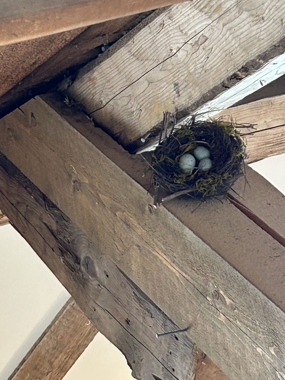 Maybe swallow nested here when it was a barn?