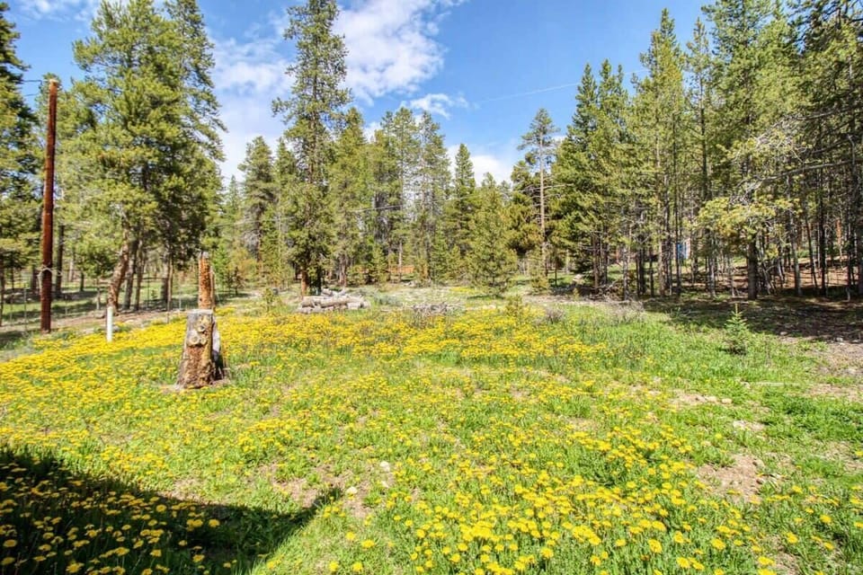 A sunny meadow of yellow wildflowers surrounded by pine forest.