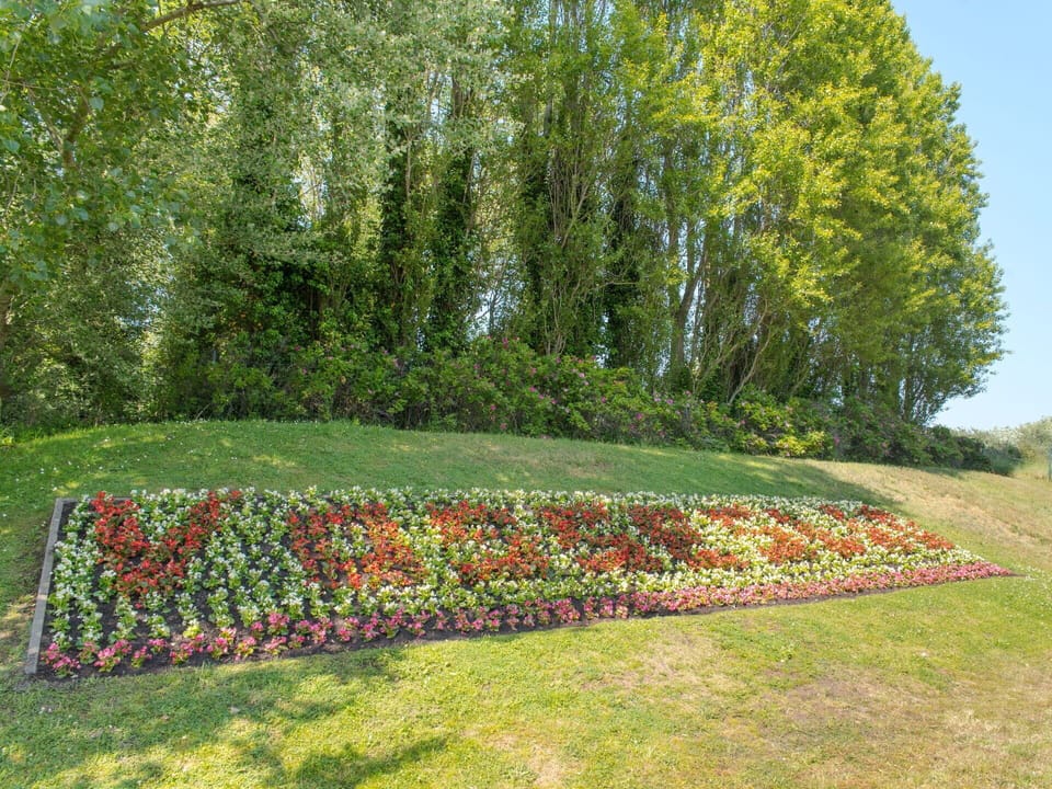Plant, Tree, Natural Landscape, Flower, Sky, Hedge, Grass, Evergreen, Shrub, Groundcover