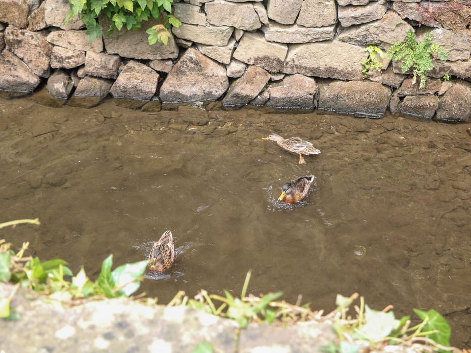 Cottage | Miscellaneous