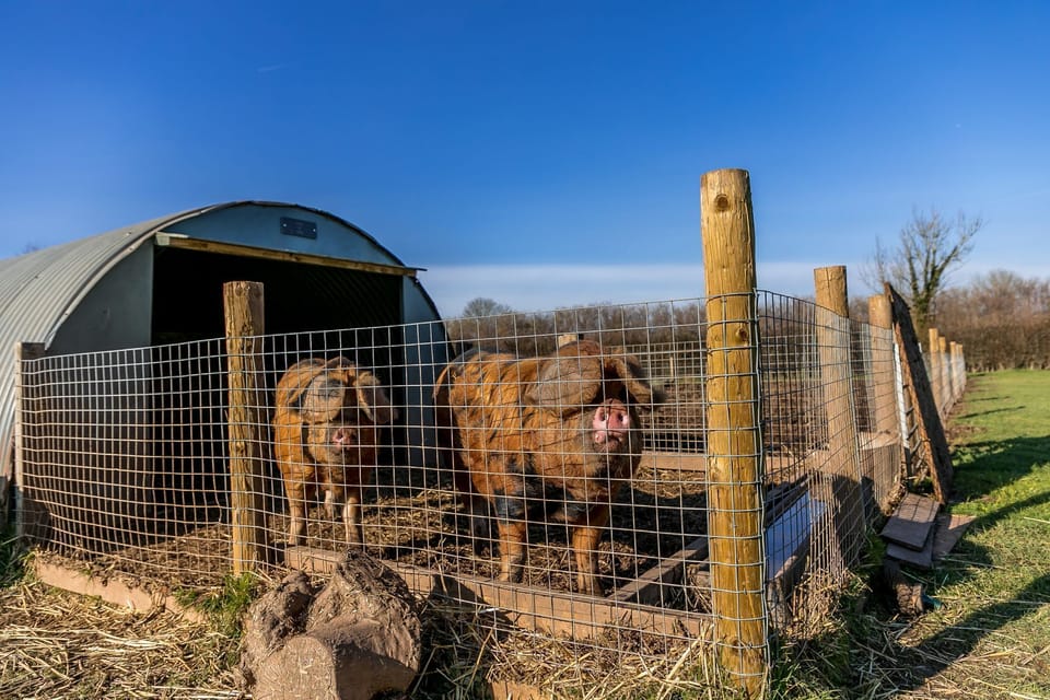 Apple Tree Glamping Resident Pigs -Bramley Glamping Pod