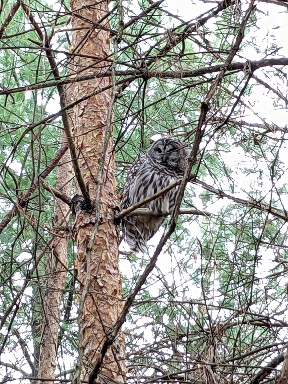 Barred Owl on our Private Trail