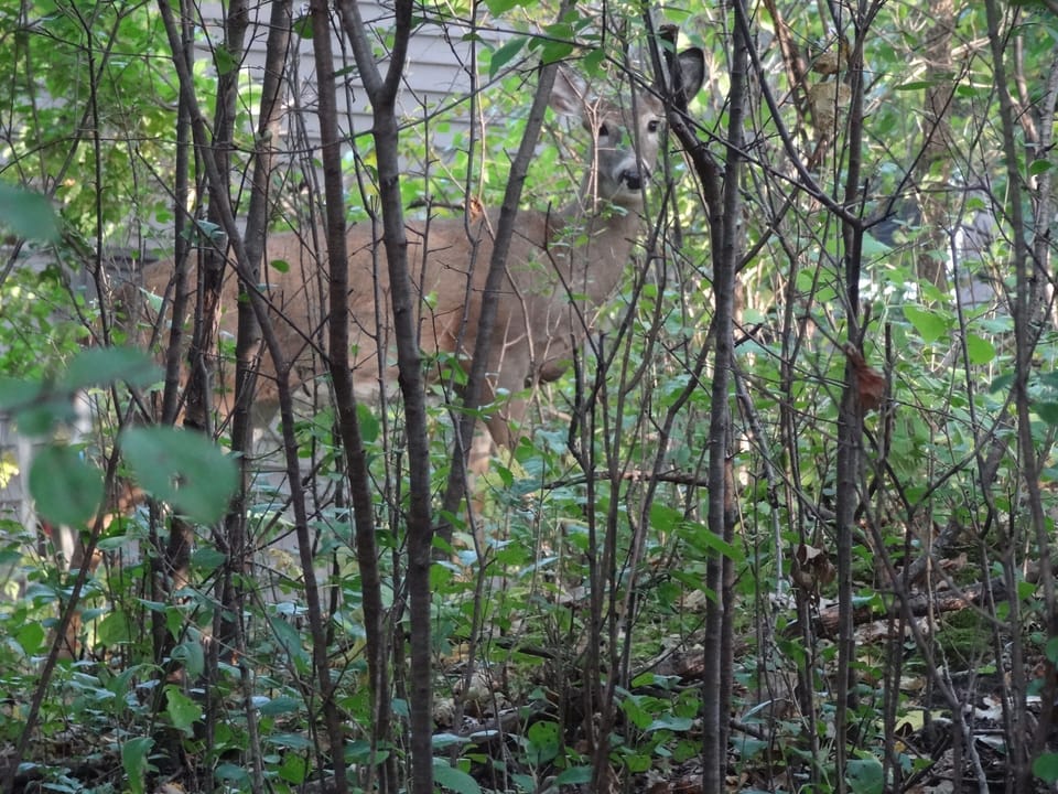 Friendly deer who visit often