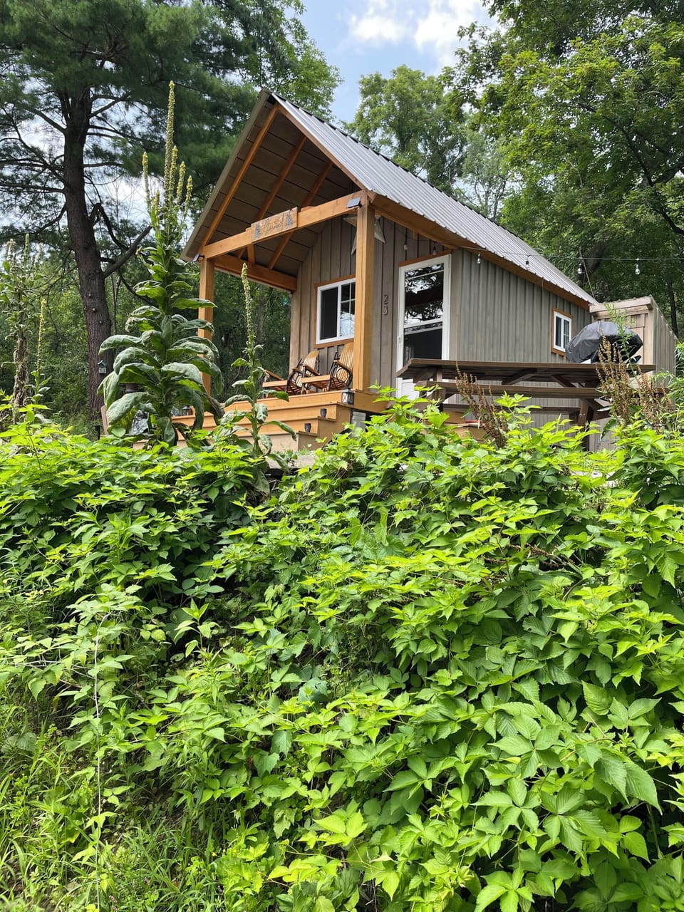 Mid-Summer in the woods.