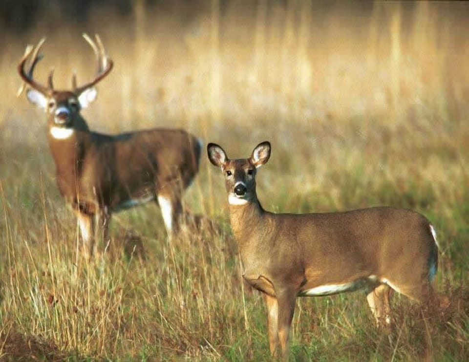 hunting nearby