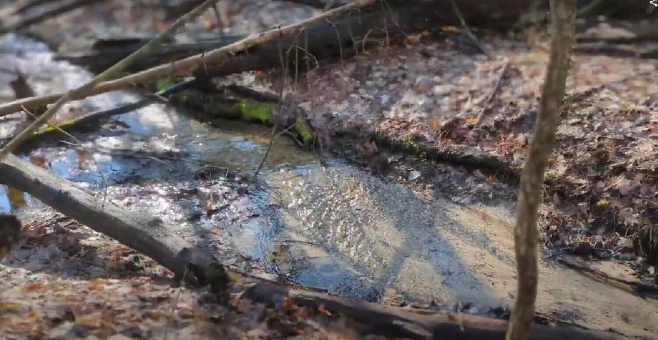 1 of 3 lovely streams that meander through the 40 acres!