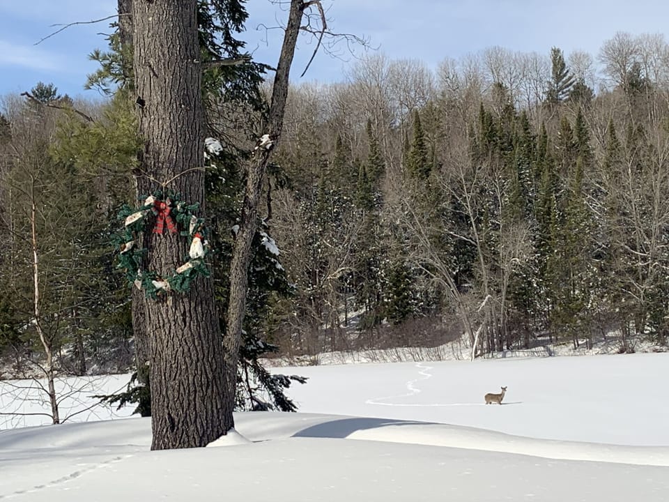 Beautiful wildlife & views! 