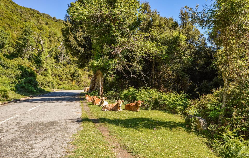 area