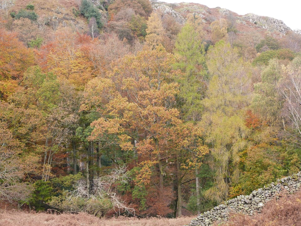 Cottage | Property grounds
