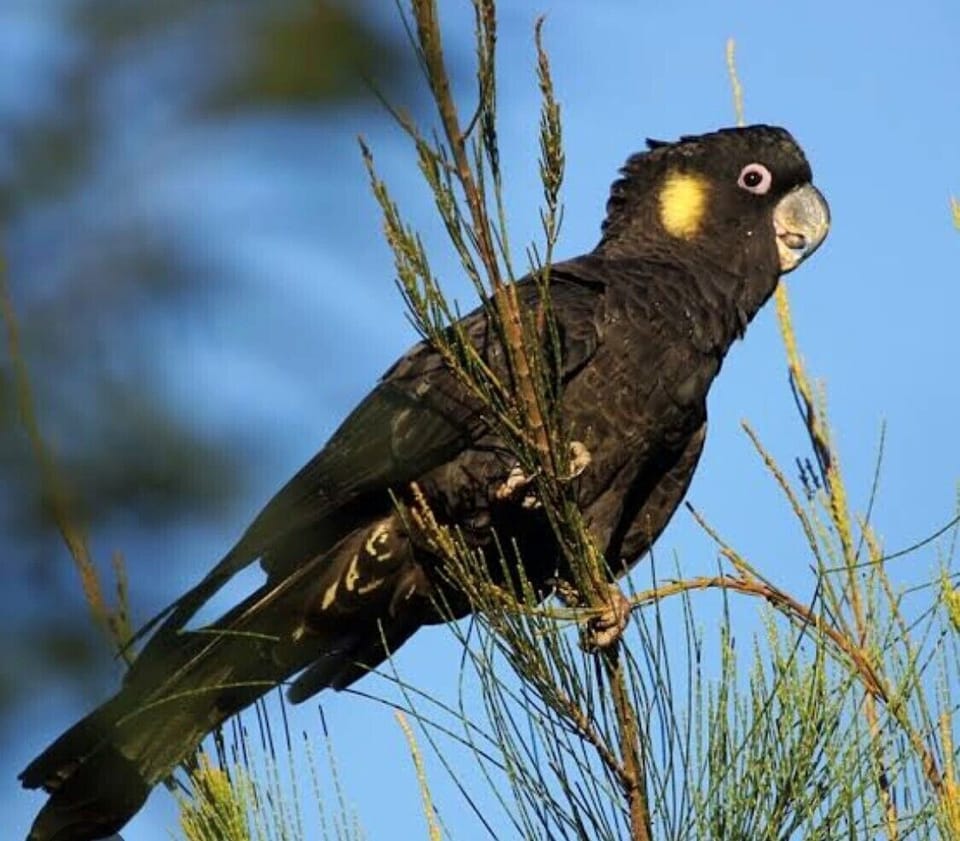 Black Cockatoos live locally & are often feeding in local beach almond trees