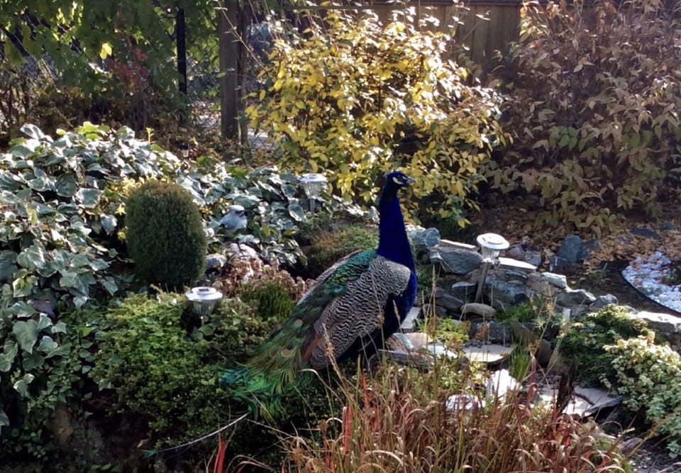 We had a wandering peacock visit us last year 