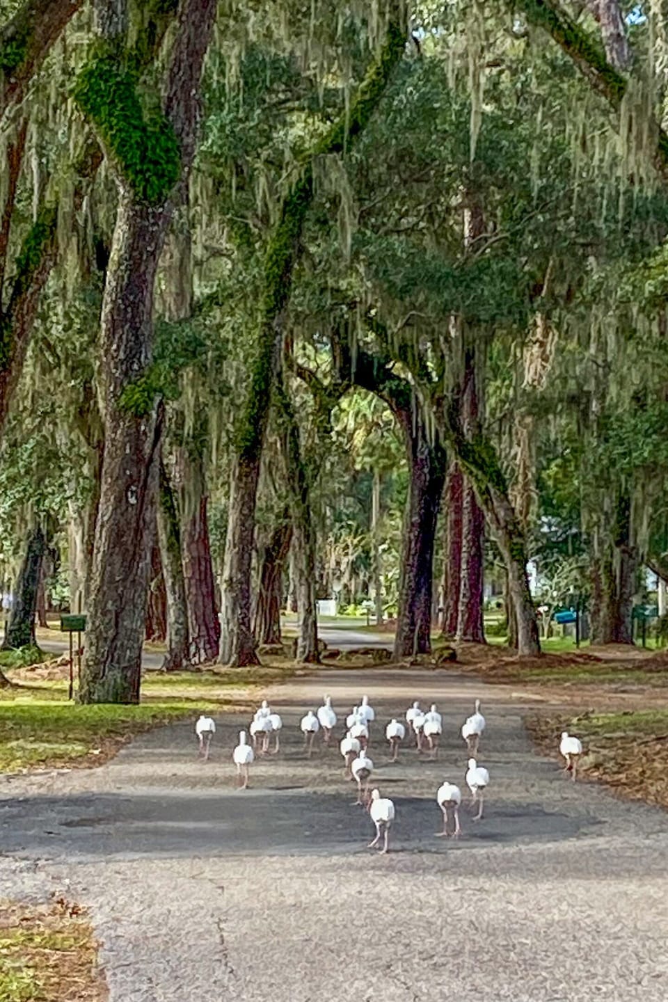 Scenic trails with bird parades, discover charming wildlife up close. 
