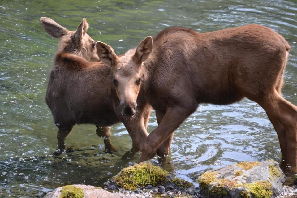 Animals