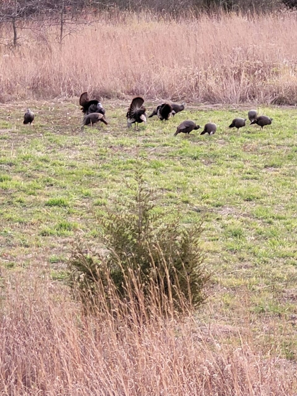wild life in 1 of the fields