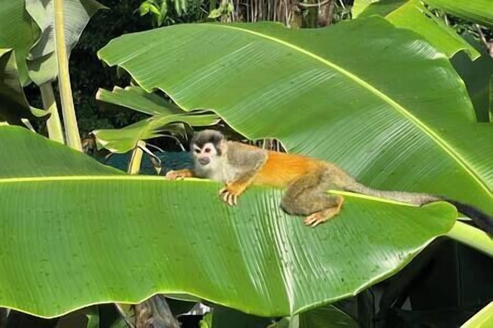 Always hanging out looking for bananas! 