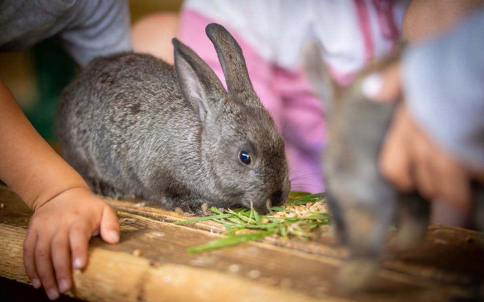 A hands-on experience with our soft and cuddly rabbits.