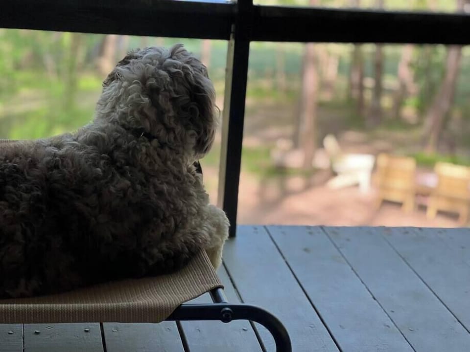 Furry Friend enjoying the Porch