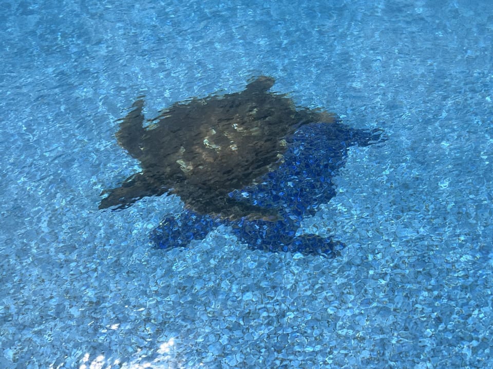 Swimming with turtles in Maui is a normal thing