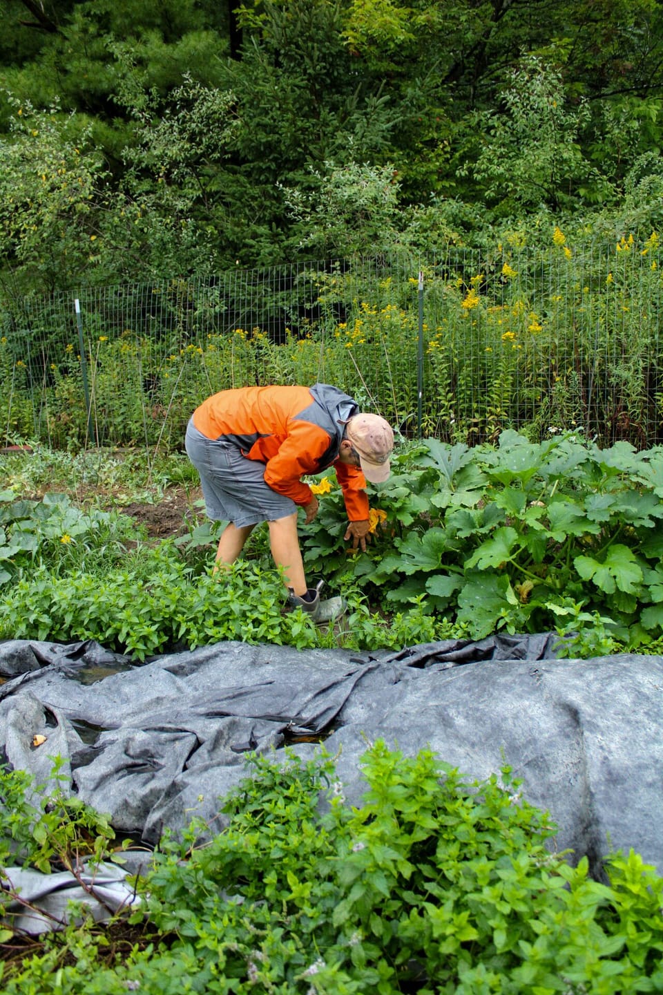 Camp garden